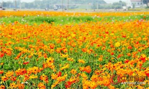 桐庐荻浦村花海